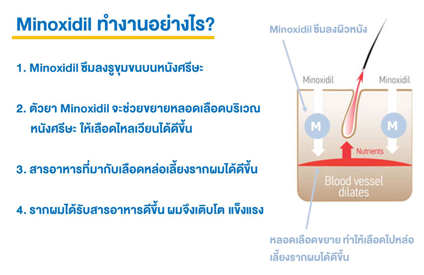 Minoxidil (ไมน๊อกซิดิล) ทำงานอย่างไร, ภาพขั้นตอนการทำงานของ Minoxidil (ไมน๊อกซิดิล), Minoxidil, ไมน๊อกซิดิล, ยาปลูกผม